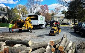 Best Tree Maintenance Programs  in Balfour, NC