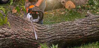 Best Firewood Processing and Delivery  in Balfour, NC