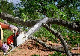 Balfour, NC Tree Care Company