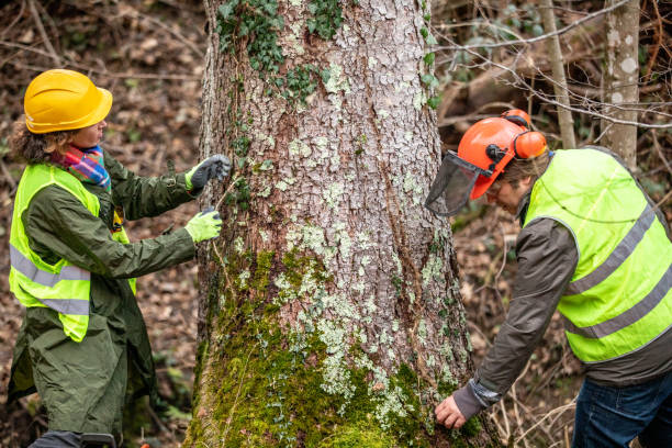 How Our Tree Care Process Works  in  Balfour, NC