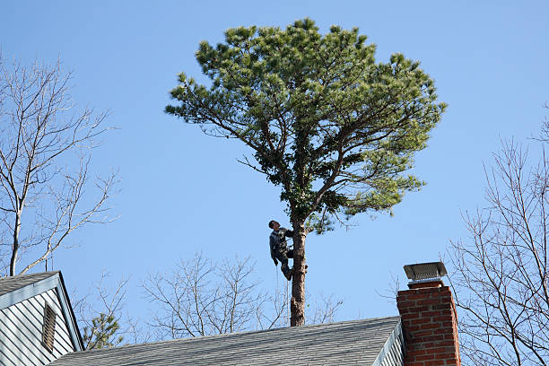 Best Tree Disease Treatment  in Balfour, NC
