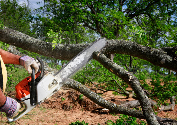 Best Commercial Tree Services  in Balfour, NC
